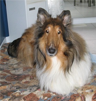 collie_valerie.jpg