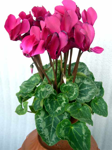 cyclamen1.jpg