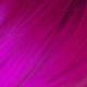 cyclamen_t80.jpg
