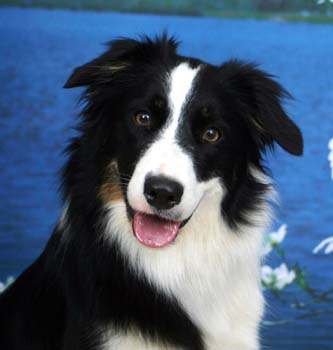 1263840011_border_collie2.jpg