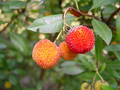 240px_Arbutus_sp__fruit.jpg