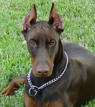 choke_dog_collar_panzer.jpg