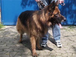 normal_1_142_Rocky_2.jpg