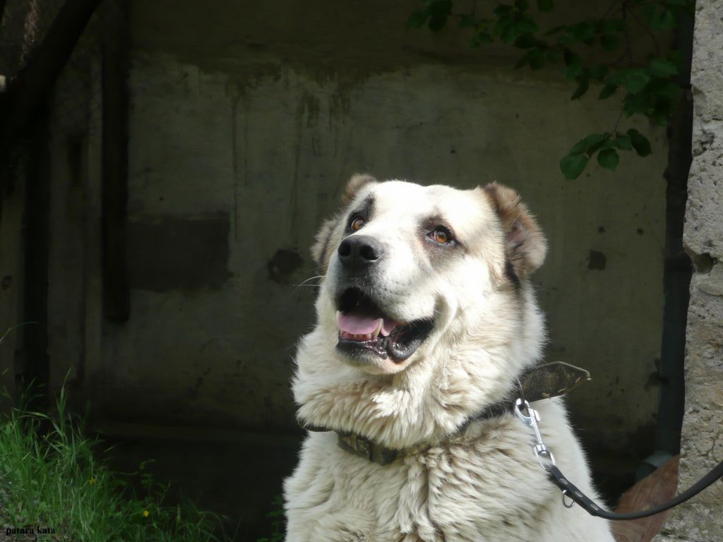 CHEMI_KATA__1024x768_.JPG
