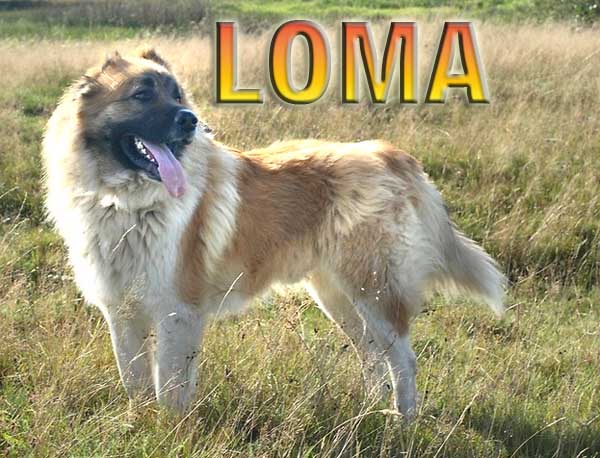 loma.jpg