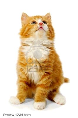 6604396_red_cat_kitten_is_sitting_on_a_white_background.jpg