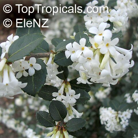 Osmanthus_delavayi108el.jpg