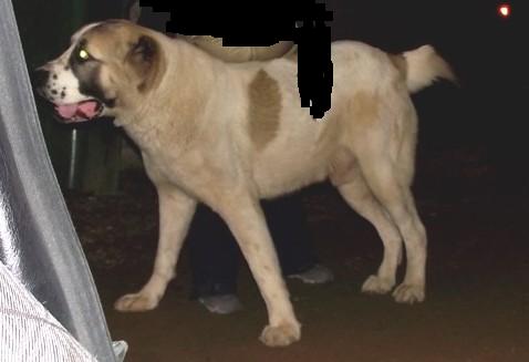 butttt.JPG