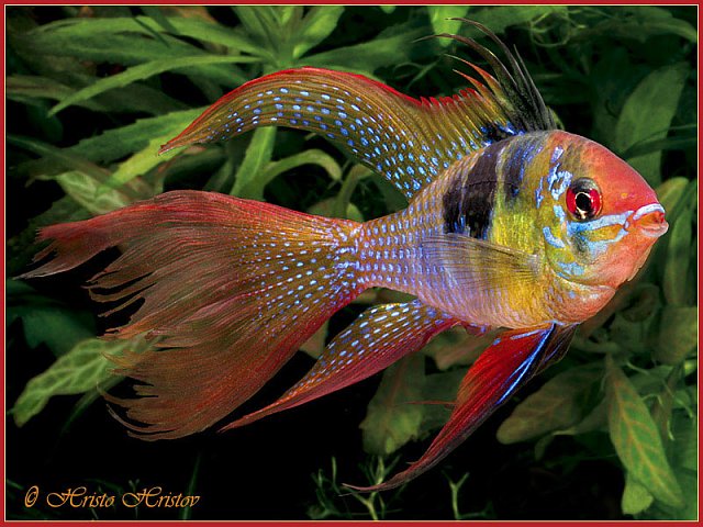 Microgeophagus_Ramirezi_male.jpg