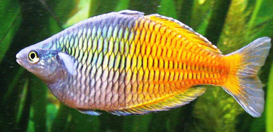melanotaenia2.jpg