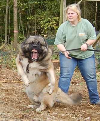 caucasian_shepherd_dog.jpg