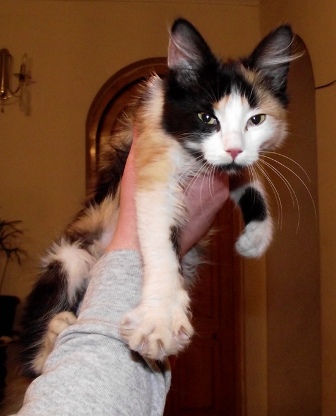 2011_0220luka0010.JPG