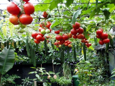 Tomato_20ripening_20LR2.jpg
