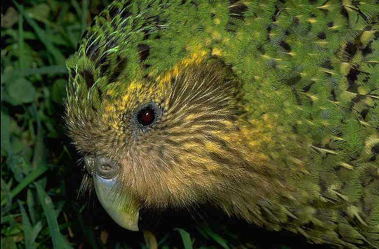 kakapo.jpg