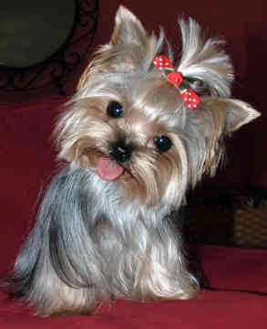 yorkshire_terrier_2.jpg