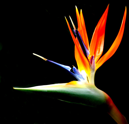bird_of_paradise_flower.jpg