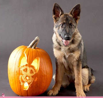 GSD.jpg