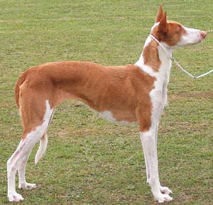 Ibizan_Hound_puppies_for_sale2.jpg