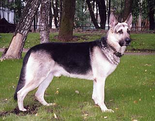 Tarasova_85.jpg