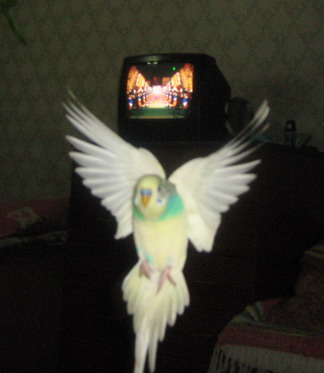 koko_1__011a.jpg