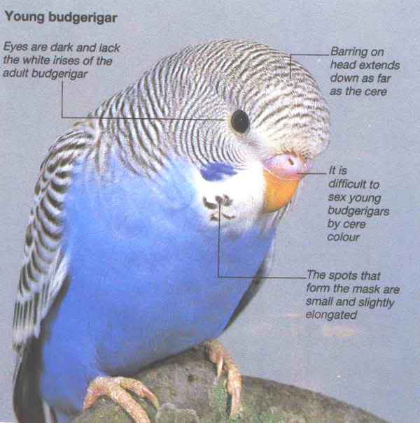 baby.jpg