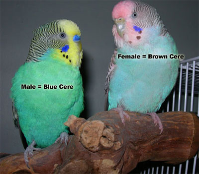 female_and_male_budgies.jpg