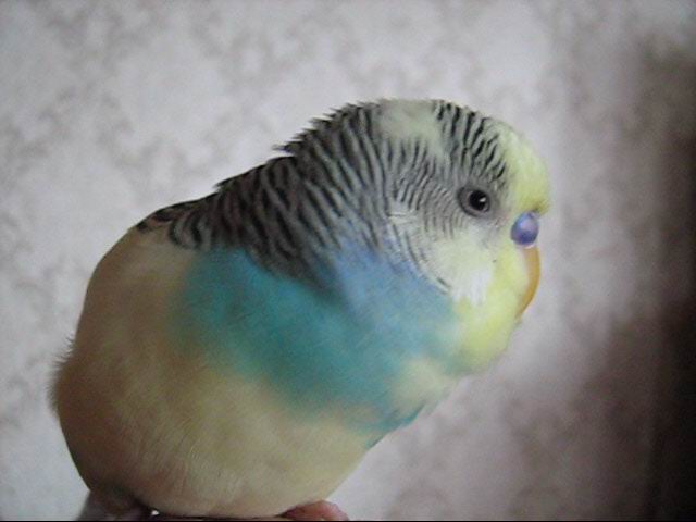 post_72_1262282518.jpg