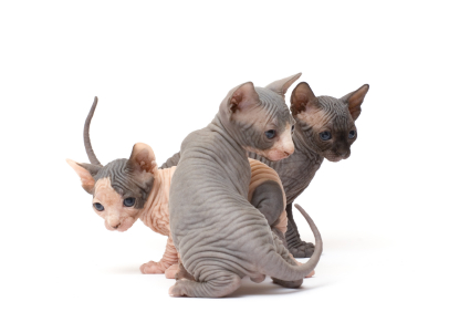 sphynx_cat_breed_kittens.jpg