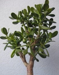 Crassula_portulaceae.jpg