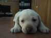 labradori1.jpg