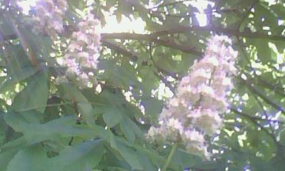 IMG0001B.jpg