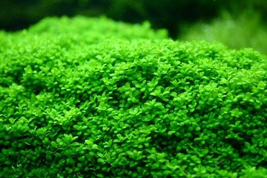 hemianthuscallitrichoides31xy.jpg