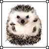 258453.gif