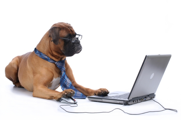dog_at_laptop_resized_600.jpg