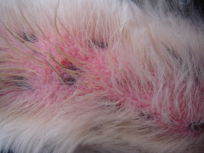 dog_allergies.jpeg