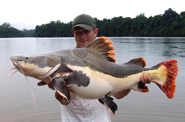 redtail_catfish.jpg