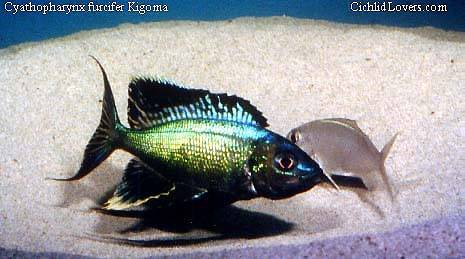 c_furcifer_kigoma1.jpg