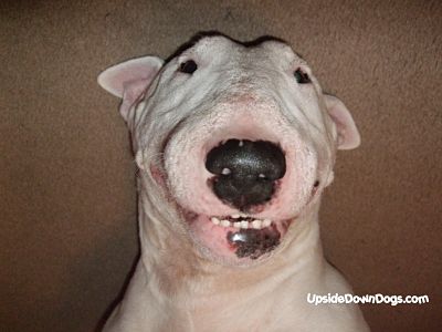 ArmenianWolf_X_bud_the_english_bull_terrier_dog2.jpg