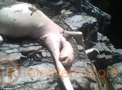 new_montauk_monster_panama.jpg