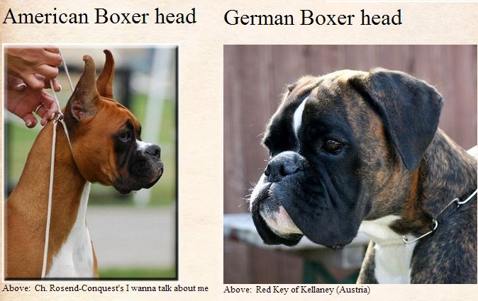 boxers.jpg