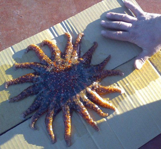 SEA_STAR1.jpg