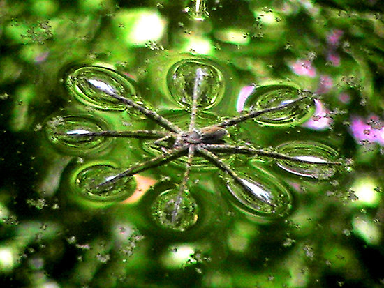 work.6811757.1.flat_550x550_075_f.water_spider.jpg