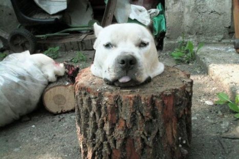 serbia_dog_severed_head.jpg