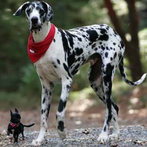 Gibson_great_dane.jpg