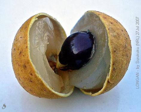 longan.jpg