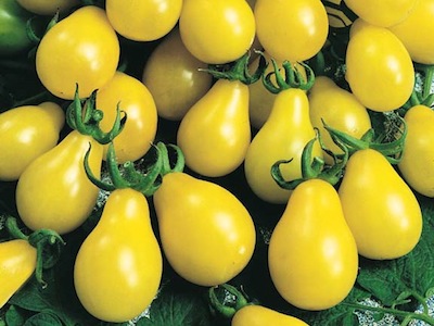 tomato_cherry_yellow_pear_3x4.jpg