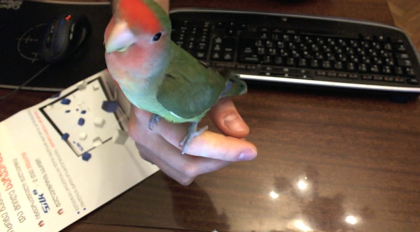 chiko3.jpg