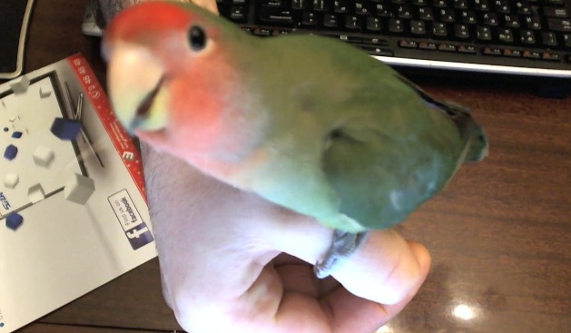 chiko5.jpg