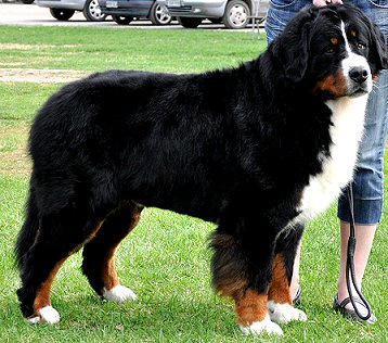 bernese_mountain_dog.jpg