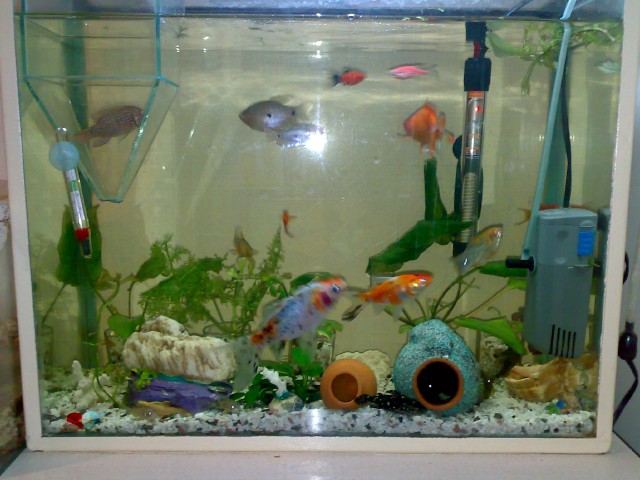 Chemi_akvariumi.jpg